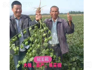 ��������Ч���D��-���SԪ