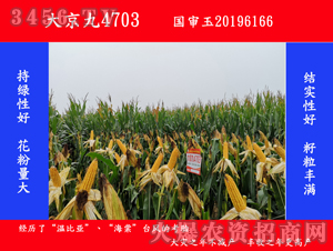 �󾩾�4703-���׷N��-�󾩾�