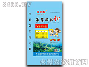 �����w���-Ħ���-���A����