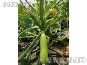 Խ������-�����J�N��-��ʥ��