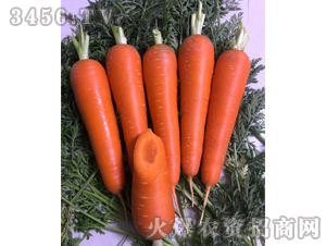 ���t1̖(h��o)-���}���N��-��ʥ��