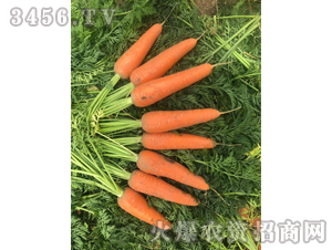 ���t2̖(h��o)-���}���N��-��ʥ��