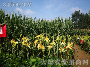 �󾩾�156������-���׷N��-�󾩾�