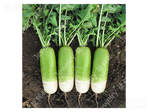 ��G1620-�}���N��-������