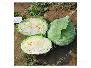 �ݸ�369-���{(l��n)�N��-������