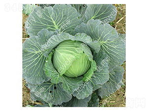 �ݸ�14669-���{�N��-������