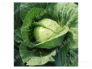 �ݸ�1465-���{(l��n)�N��-������