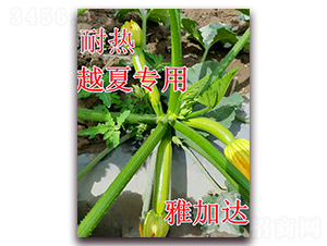 �ż��_-�����J�N��-��ʢ�r(n��ng)�I(y��)