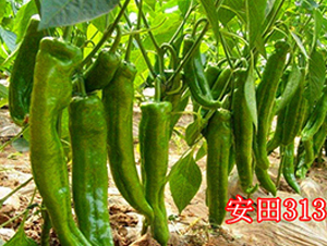 ����313-�����N��-��ʢ�r(n��ng)�I(y��)