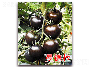 ������-���ѷN��-��ʢ�r(n��ng)�I(y��)