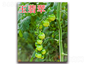 �����-���ѷN��-��ʢ�r(n��ng)�I(y��)