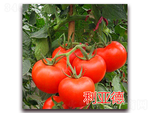 ������-���ѷN��-��ʢ�r(n��ng)�I(y��)