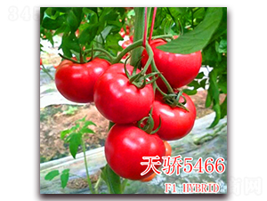 ���5466-���ѷN��-��ʢ�r(n��ng)�I(y��)