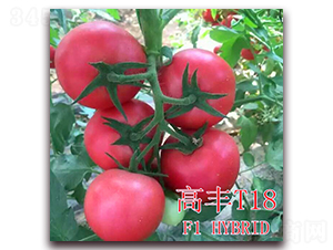 ���ST18-���ѷN��-��ʢ�r�I(y��)