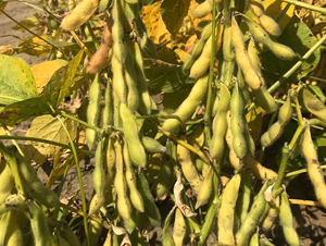 �|��1201-�󶹷N��-�|��