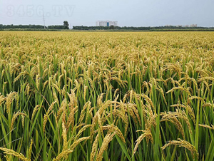 ���̵�9913-ˮ���N��-�|��