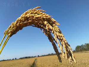 �F��11ˮ��-ˮ���N��-�|��