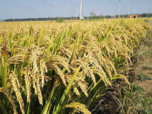 �F��14-ˮ���N��-�|��