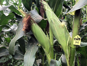 ����Ŵ1701-���׷N��-�|��