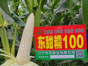 �|��Ŵ100-���׷N��-�|��