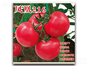 �P��216-�۹����ѷN��-�ʺ̷N�I(y��)