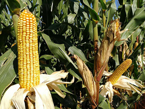 ����579-���׷N��-�|��