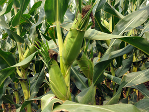 �|��501-���׷N��-�|��