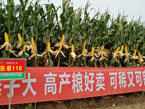 �|��118���׷N��-�|��