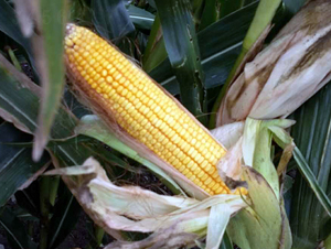 ����123-���׷N��-�|��