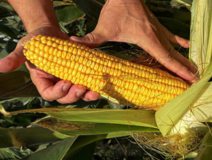 ����1993-���׷N��-�|��