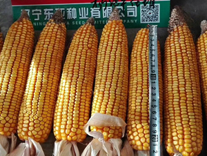 �|��588-���׷N��-�|��