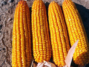 ����39-���׷N��-�|��