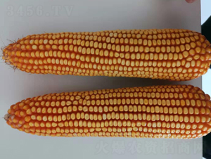 �|��1781-���׷N��-�|��