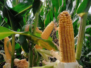 DK8518-���׷N��-�|��