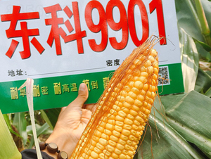 �|��9901-���׷N��-�|��