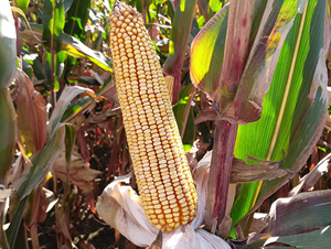 �|��90-���׷N��-�|��