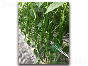 �L�S11̖-�����N��-�S�ǷN�I(y��)