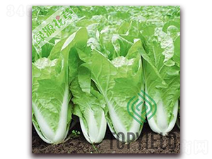 ���101-�ײ˷N��-�S�ǷN�I(y��)