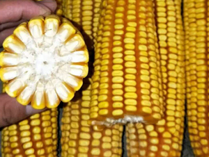 �|��68̖-���׷N��-�|��