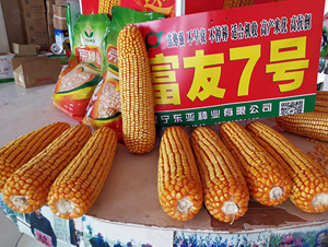 ����7̖-���׷N��-�|��