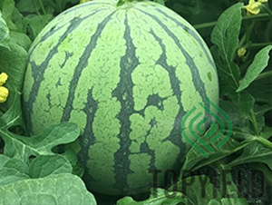 ��8424-���ϷN��-�S�ǷN�I(y��)