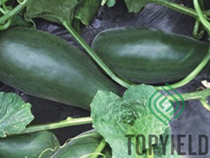 �S��1608-��ϷN��-�S�ǷN�I(y��)