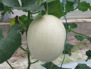 ���55-��ϷN��-�S�ǷN�I(y��)