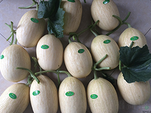 ���5̖(h��o)-��ϷN��-�S�ǷN�I(y��)