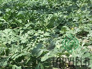 Ұţ1̖(h��o)-��ľ�N��-�S�ǷN�I(y��)