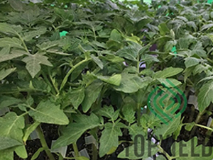 �҉�1̖-��ľ�N��-�S�ǷN�I(y��)