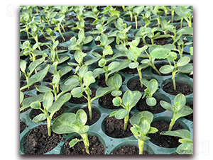 ˼?j��)?1̖(h��o)-��ľ�N��-�S�ǷN�I(y��)