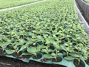 ˼��10̖-��ľ�N��-�S�ǷN�I(y��)