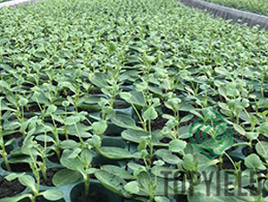 ˼?j��)?̖(h��o)-��ľ�N��-�S�ǷN�I(y��)