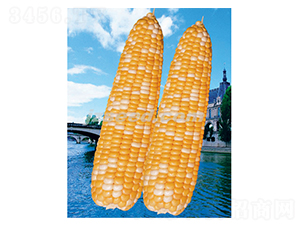 �����p��-���׷N��-�F(xi��n)���N�I(y��)